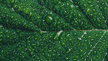Leaf, close up, green, drops HD wallpaper