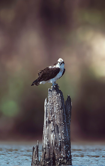 Animals, Bird, Predator, Hawk, Osprey HD phone wallpaper