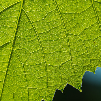 Macro, Close-Up, Sheet, Leaf, Veins HD phone wallpaper
