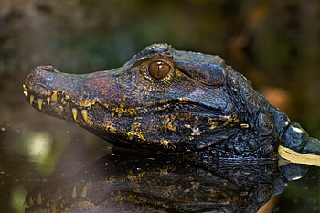 Alligator, muzzle, reflections, animals, predator HD wallpaper