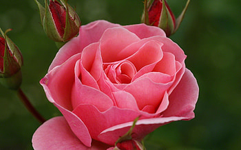 Plants, Flowers, Roses HD wallpaper