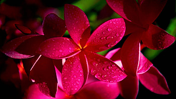 Spring flowers, leaves, flowers, green, red HD wallpaper