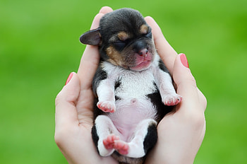 Animals, Palms, Dog, Palm, Hands, Puppy, Kid, Tot HD wallpaper