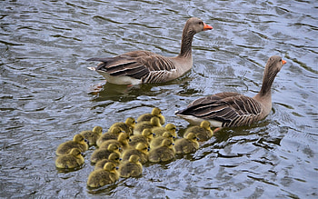Grey Geese, birds, water, family, geese HD wallpaper