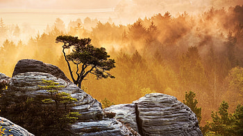 Morning Fog, trees, sunrays, rocks, sunrise HD wallpaper