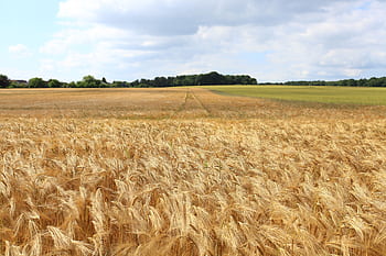 A vast golden wheat field stretches under a bright blue sky with fluffy clouds. HD wallpaper