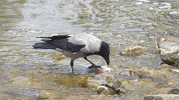 Corvus cornix, Crows HD wallpaper