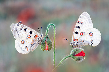 Butterflies on a Poppy, butterflies, insects, nature, poppy HD wallpaper