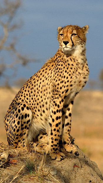 Cheetah, Big Cat Cheetah HD phone wallpaper