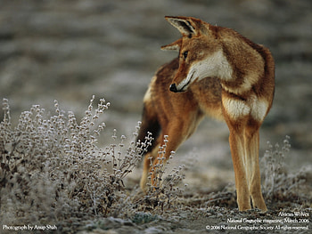 African Wolf, animal, dog, african, canine, beautiful, wolf HD wallpaper