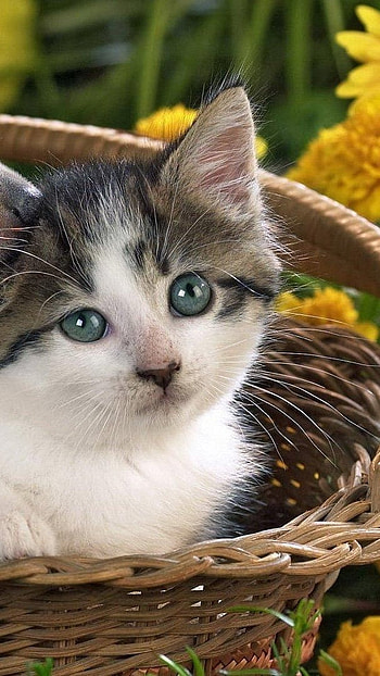 Cat And Dog, Basket, Kitten, cute HD phone wallpaper