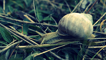 Grass, Macro, Snail, Carapace, Shell, Antennae, Tendrils HD wallpaper