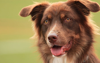 *** Dog ***, dog, animal, dogs, animals HD wallpaper