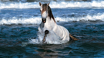 Animals, Sea, Spray, Color, Horse HD wallpaper