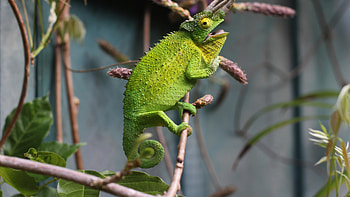 Chameleon lizard, Reptile species, U resolution, Digital HD wallpaper