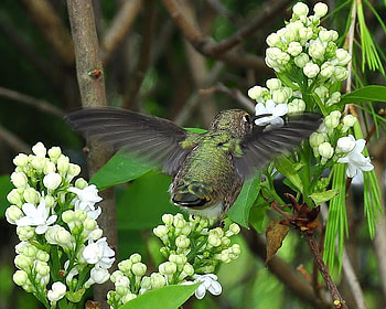 Hummingbird, animal, bird, trees, flowers HD wallpaper
