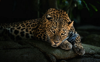 Animals, Rock, Leopard, Predator, Relaxation, Rest, Stone, Sight, Opinion HD wallpaper