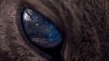 Eye, Galaxy Cat HD wallpaper