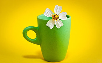 Background, Flower, Petals, Cup, Minimalism, Mug, Kosmeya, Cosmos HD wallpaper