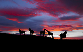 HANGOUT NIGHT, night, horses, clouds, sky, dark HD wallpaper