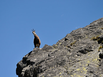 Hiking with chamois, High Tatras adventure, Captivating wildlife, Mountain wanderlust HD wallpaper