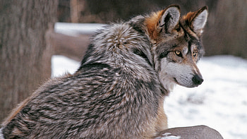 Animals, Wolfs HD wallpaper