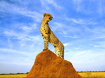 Vantage point, white, black, brown, sky, cheetah, mound, spots HD wallpaper