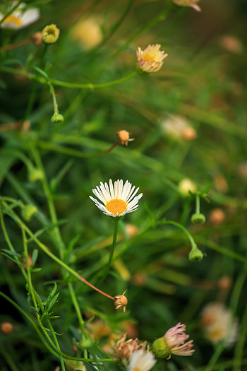 Plants, Flowers, Camomile, Macro, Chamomile HD phone wallpaper