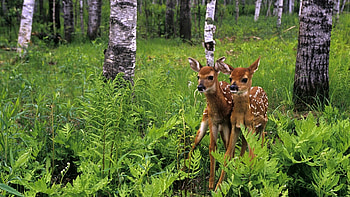 Animals, Deers HD wallpaper
