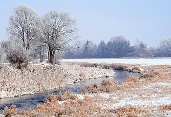 Winter, Nature, Trees, Forest HD wallpaper