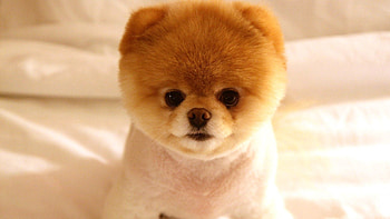 Animals, Fluffy, Muzzle, Sweetheart, Nice, Puppy HD wallpaper