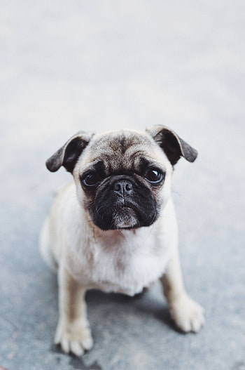 Animals, Dog, Muzzle, Nice, Sweetheart, Puppy, Pug HD phone wallpaper