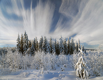 winter again, winter, white, frozen, pine trees, snow, beautiful, again HD wallpaper