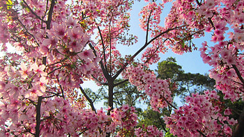 cherry blossoms in full bloom, colorful, beautiful, vivid, cherry blossoms HD wallpaper
