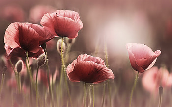 Poppy for Mac, Facebook cover , Pink tulips, Cover HD wallpaper