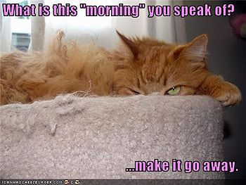 Morning, grumpy, cat, sleeping, monday, evil eye HD wallpaper