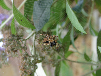 garden spider, insects, spiders, animals, webs HD wallpaper