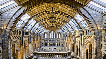 Natural History Museum, London, Natural History, London, Kensington, Animals and Natural phenomena, Museum HD wallpaper