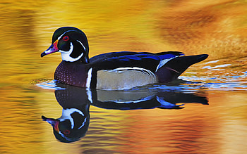 Animals, Lake, Color, Duck, Wings, To Swim, Swim, Drake HD wallpaper
