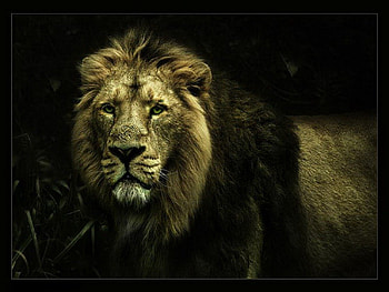 Lion, lions, animals HD wallpaper