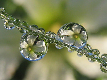dew drops, reflection, drops, nature, flowers, dew HD wallpaper