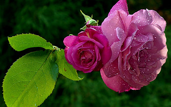 Plants, Flowers, Roses HD wallpaper