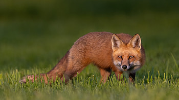 Fox, animal, nature, field HD wallpaper