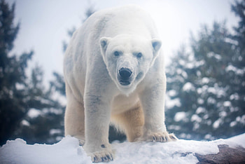 Blood draw, Anoki the polar bear, Training session, Seneca Park Zoo HD wallpaper