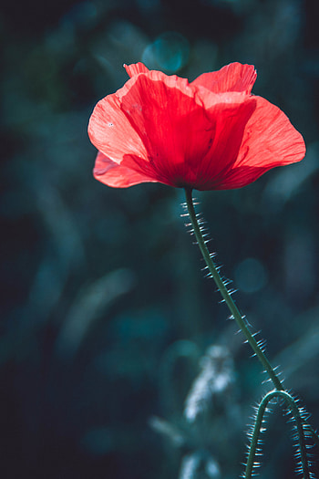 Flower, Plant, Macro, Poppy HD phone wallpaper