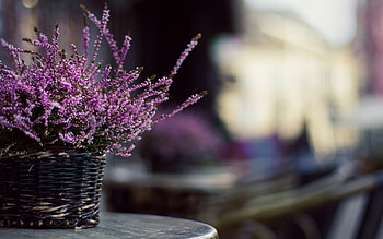 Plants, Flowers, Bouquets HD wallpaper