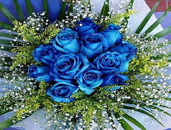 perfect blue rose, blue, delecate, plants, soft, nice, blossoms, nature, flowers, blooms, lovely HD wallpaper