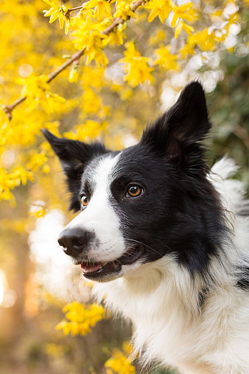 Energetic working dog, Border Collie agility, Smart herding instincts, Faithful companion HD phone wallpaper
