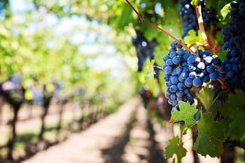 Close-up of purple grapes hanging on the vine in a sunny vineyard setting. HD wallpaper