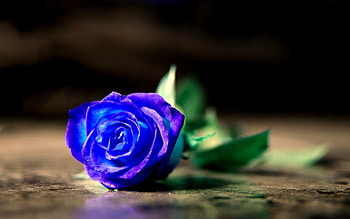 BLUE ROSE on the FLOOR, blue, rose, floor, flower HD wallpaper